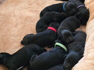 Labradoodle Welpen - Neuried (Baden-Württemberg)