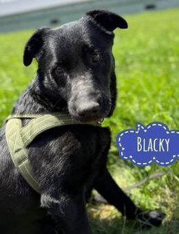 Blacky eine Knutschkugel - Flörsheim-Dalsheim