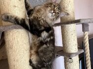 Main coon kitten - Trier