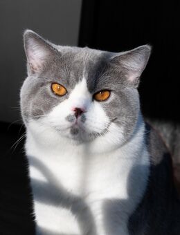 Deckkater BKH Bicolor - Odenthal