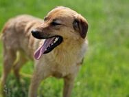 Rolfie ein toller Familienhund und mehr - Overath