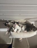 3 Süße Baby Kitten zum Abgeben in 27755