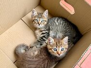 BKH/ Britisch Kurzhaar Kitten Kater suchen Zuhause - Roßbach (Bayern)