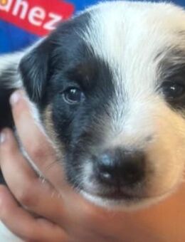 3 süsse Foxterrier abzugeben - Eisfeld