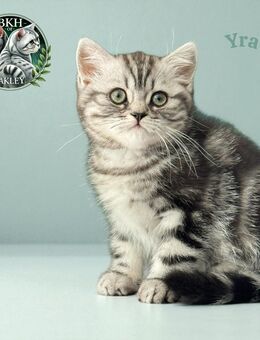 BKH Silver Tabby Mädel mit exzellentem Stammbaum, EU-Pass, Termochip, Kotprobe, Gesundheitszeugnis u.v.m - Bergen (Niedersachsen)