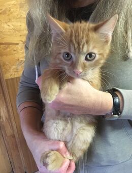 3 Kater und 1 Katze abzugeben! - Bernsdorf (Regierungsbezirk Dresden)