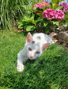 3 Katzenbabys abzugeben - idelae Familienkatze - Pfarrkirchen