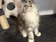 Maine Coon Kitten weiblich - Hahn