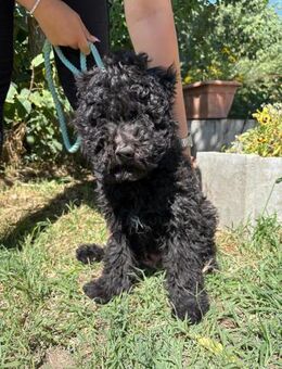 Hundejunge Brando sucht ein Zuhause - Heinsberg