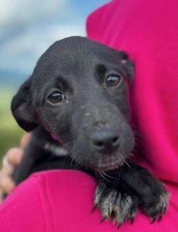Maria Eine Freundin fürs Leben 🐾 - München