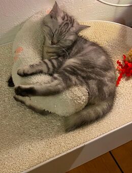 Wunderschönes kitten - Bielefeld
