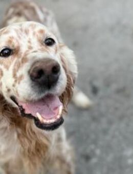 Hercules Ein Setter mit Geschichte - Eixen