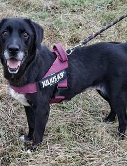 Chérie - Weilmünster