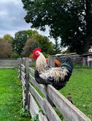 Mehrere Hähne in liebevolle Hände abzugeben in 07570