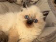 BKH / Siam kitten langhaar in 31224