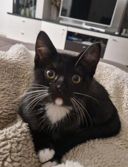 Zwei Katzenbabys - Saarbrücken