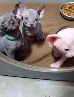 Sphynx Kitten mit Stammbaum – Männchen & Weibchen reservierbar! 🐾 - Dresden