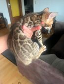 Super schöne Bengal Kitten mit eingebauter Superintelligenz in 79639