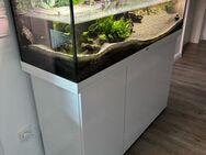 Rotbauch Spitzkopfschildkröten + Aquarium - Hennef (Sieg)