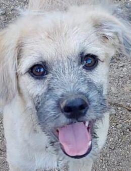 Biskuit - Rotenburg (Fulda)