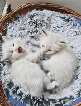 Ragdoll Kitten suchen ihr Königreich - Gelsenkirchen Resse