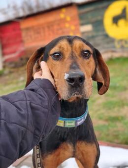 BRISA - unkompliziert, ruhig, sozial - Linden (Hessen)