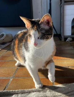 Lori sucht geduldiges Zuhausee - Bergheim (Nordrhein-Westfalen)