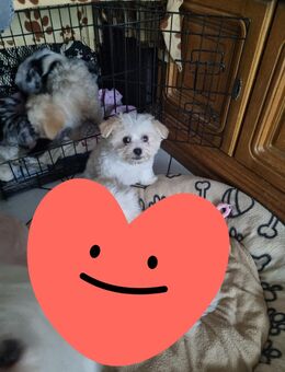 Maltipoo Babys - Weilerswist