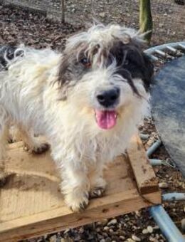 Kelvin möchte Tierheim verlassen - Schwabach