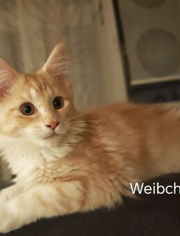Maine Coon Kitten - Crimmitschau
