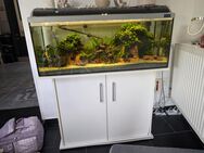 Aquarium zu verkaufen - Uchte