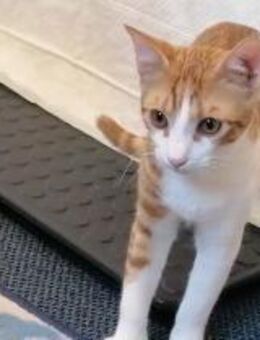 Chilli & Pimenton Zwei rote Jungkater - Benediktbeuern