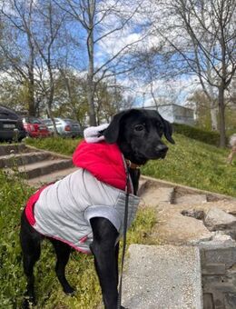 Tara - kleine Zaubermaus sucht... (I) - Ludwigshafen (Rhein)