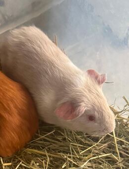 Meerschweinchen Böcke - Dortmund