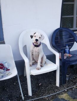 Boxermädchen sucht ein passendes Zuhause - Wester-Ohrstedt