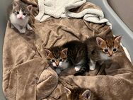 Süße Katzenbabys suchen ein liebevolles Zuhause - Mainz
