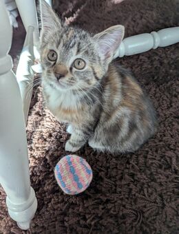 Süsse Maine coon,Perser, EKH katzen - Kyritz