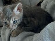 Bengal kitten - Velbert