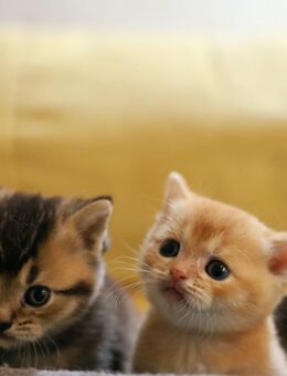 Verschpielte, verschmuste goldene Katzenkinder - Hamburg