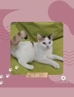 Kätzchen Elina möchte bei Dir einziehen - Lalendorf