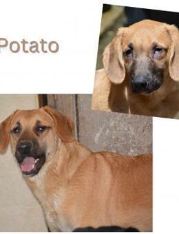 Potato (handicape) - Wendelstein