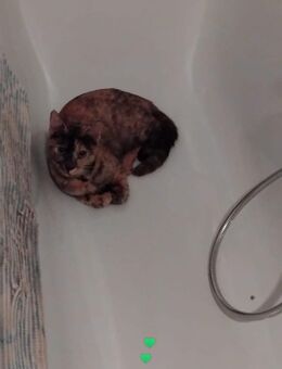 Katze lina - Eilsleben