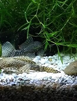 Ancistrus spec., brauner Antennenwels - Mechernich