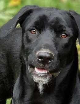 OTTO 2 sucht seine Menschen - Gefrees