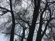 MBSR-Kurs »Plum Winter 2026« am Freitagmorgen - Bonn