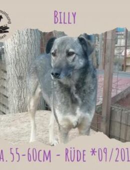 Billy - Rotenburg (Fulda)