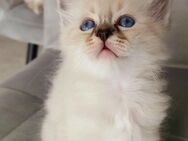 Heilige birma kitten - Marl (Nordrhein-Westfalen)