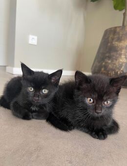 6 liebevolle Kitten suchen ein schönes Zuhause 🐾 - Baesweiler Zentrum