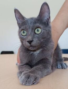 Toulouse-lieber russisch blau Kater - Wilhelmsfeld