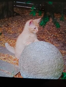 Kitten Mix EKH und BKH - Wendelstein